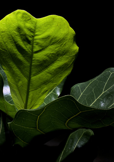 Nils V&ouml;lker - Houseplants