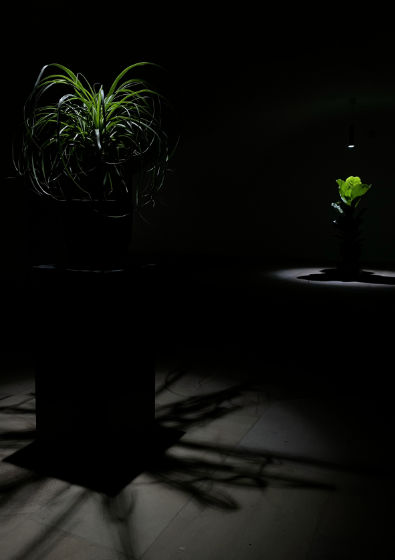 Nils V&ouml;lker - Houseplants