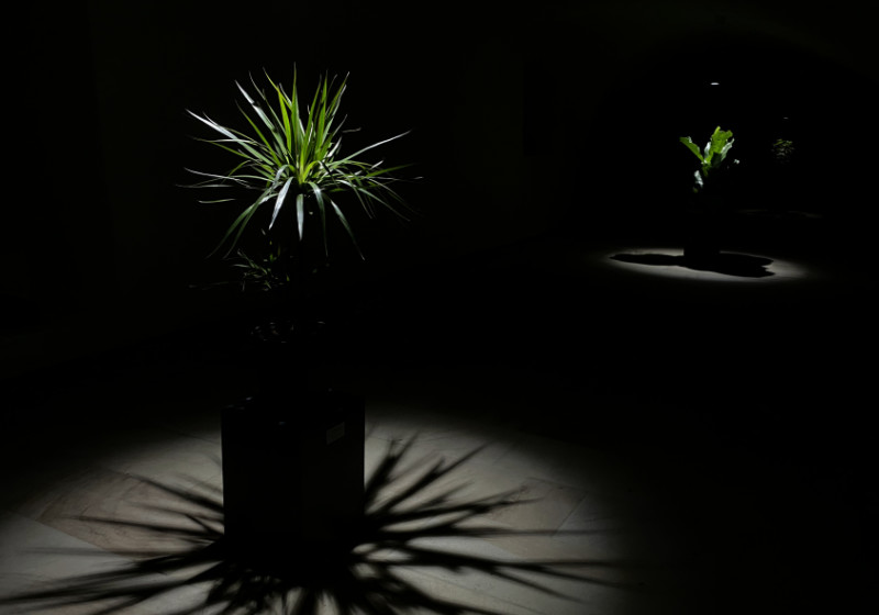 Nils V&ouml;lker - Houseplants