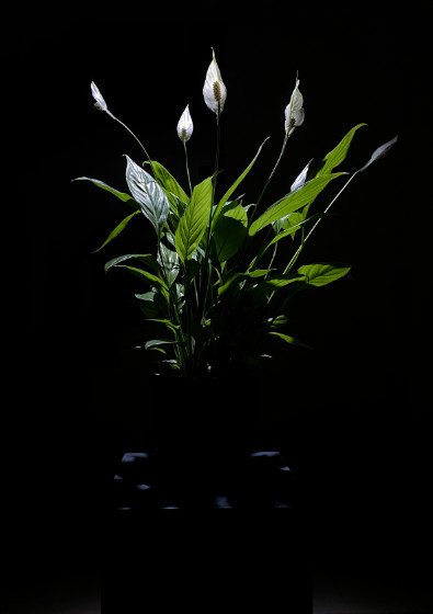 Nils V&ouml;lker - Houseplants