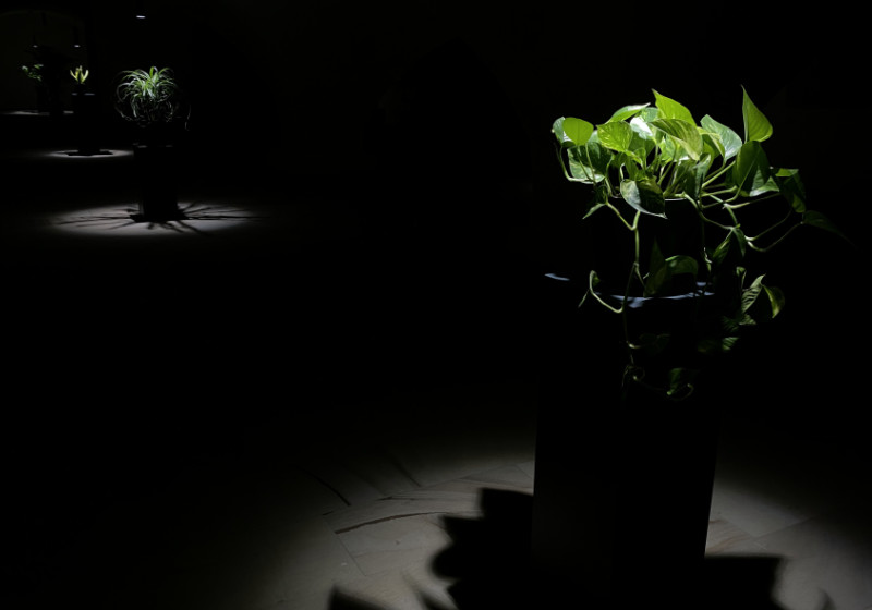 Nils V&ouml;lker - Houseplants