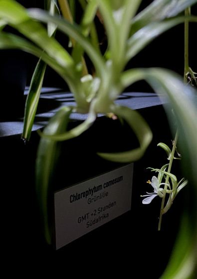 Nils V&ouml;lker - Houseplants