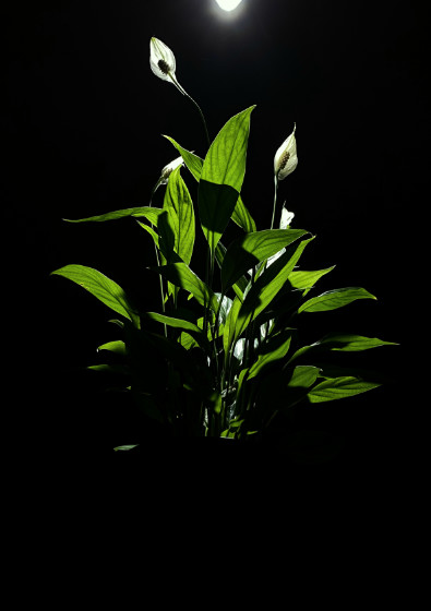 Nils V&ouml;lker - Houseplants