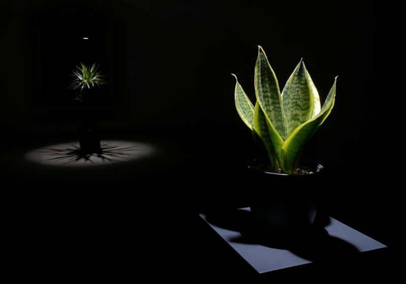 Nils V&ouml;lker - Houseplants